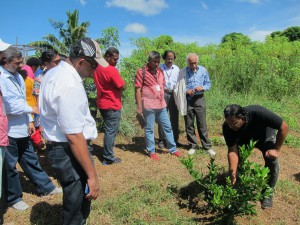 Manager explaining how orchard plants are cultivated for higher productivity during participants’ visit to the Pacific Harvest Co. Ltd. farm in Nadi.